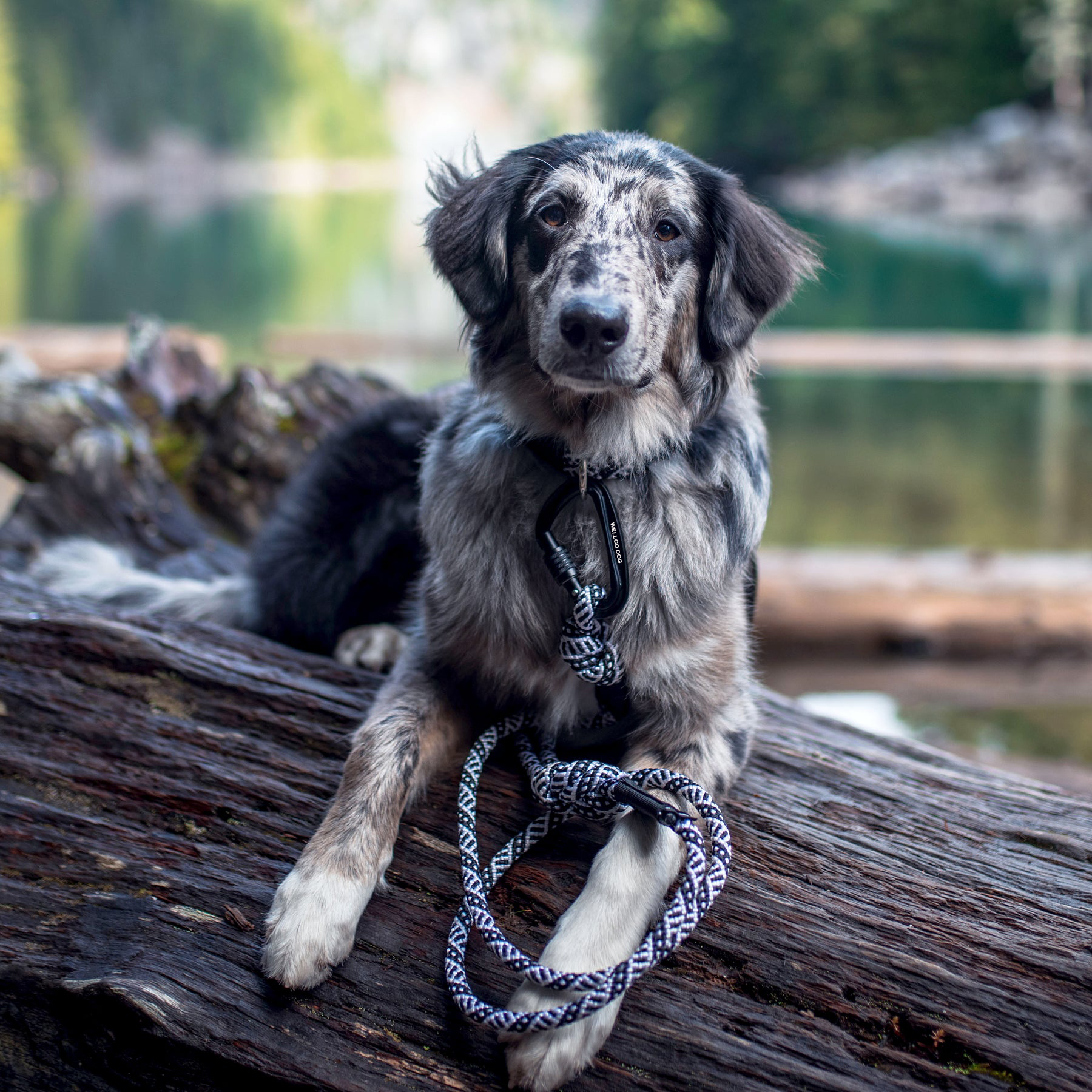 Big Carabiner Dog Rope Leashes